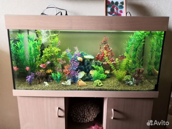 Обслуживание, чистка аквариумов и террариумов