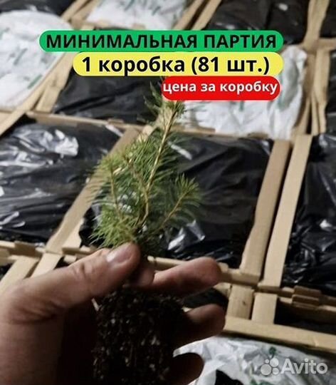 Сеянцы ели европейской зкс в розницу