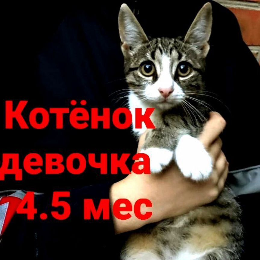 Ласковый котёнок