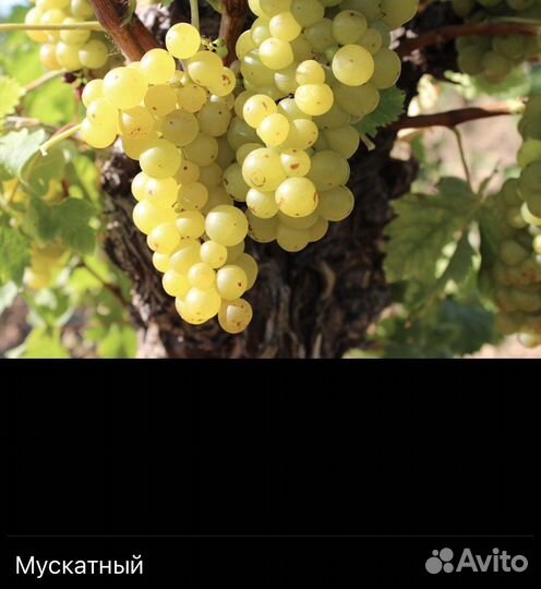 Саженцы винограда