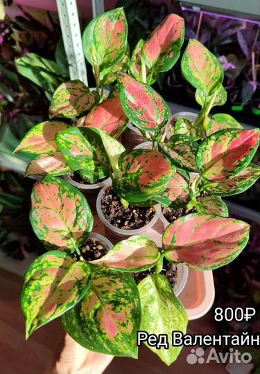 Аглаонемы разные