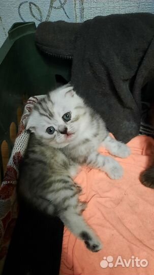 Шотландские котята