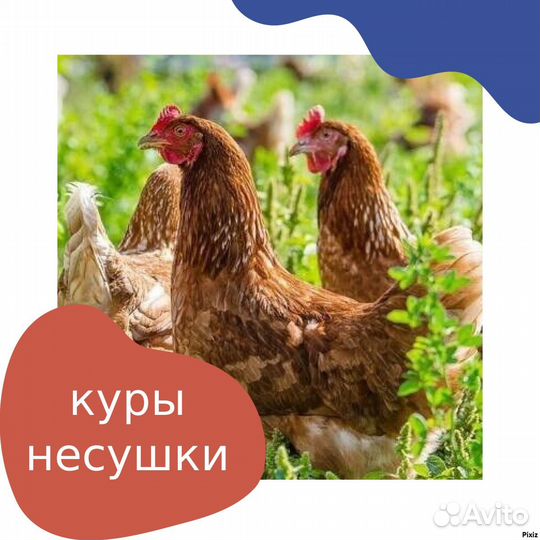 Куры несушки
