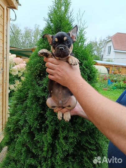 Французский бульдог мальчик