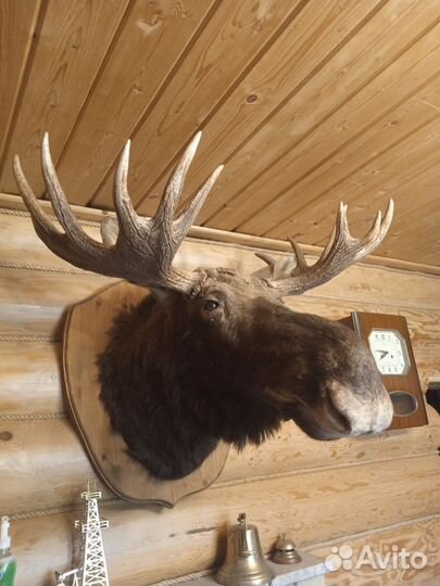 Чучело головы Лося