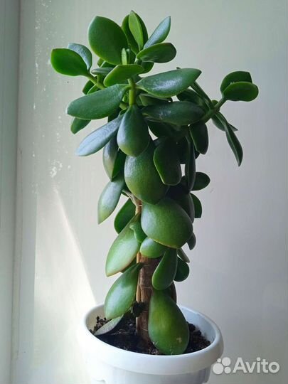 Крассула толстянка