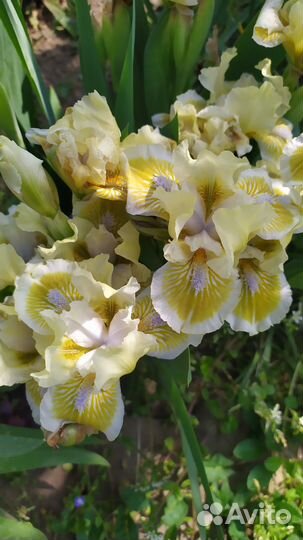 Ирисы карликовые