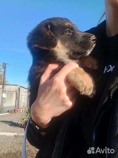 Двортерьер в добрые руки