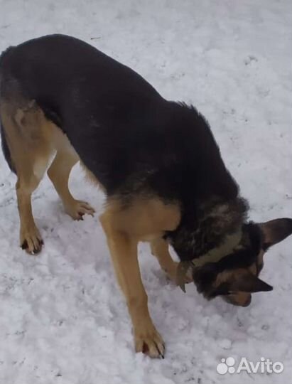 Отдам собаку