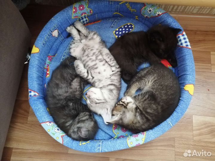 Котята в добрые руки бесплатно