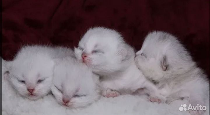 Британская кошка