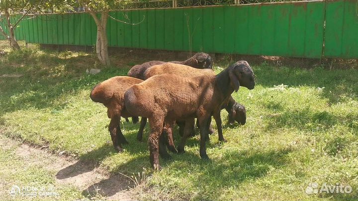 Гиссарские бараны (на племя )