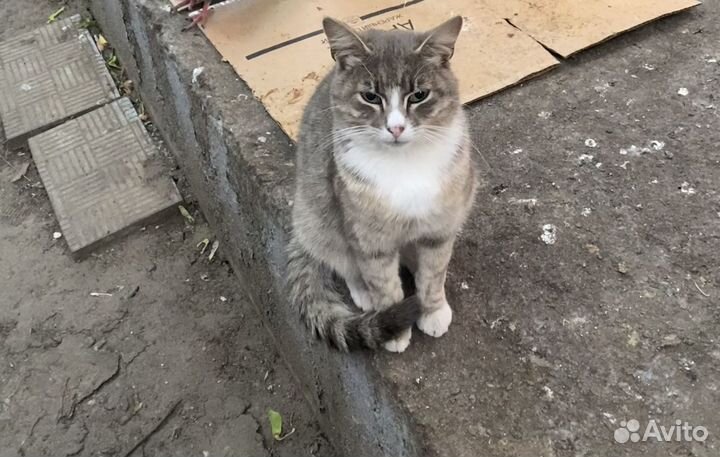 Котик в добрые руки