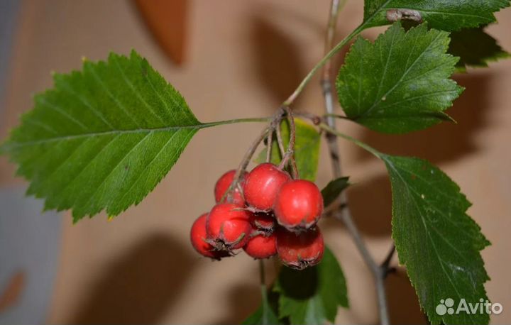 Боярышник сливолистный Оптом