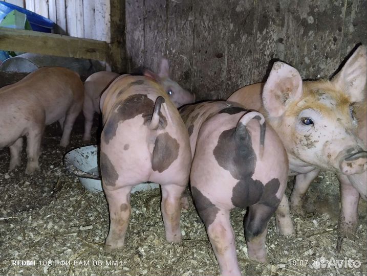 Поросята Пьетрен, Дюрок, Кантор