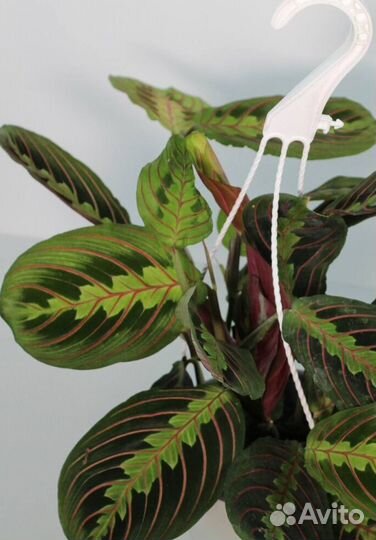 Маранта Fascinata Tricolor подвесная