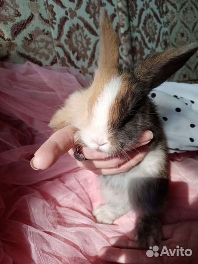 Декоративные карликовые кролики