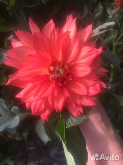 Георгины клубни