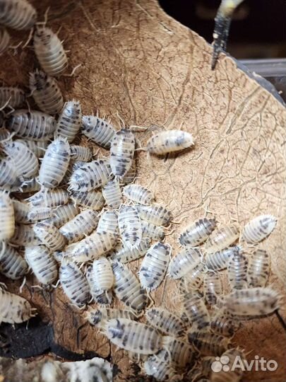 Мокрички Dairy Cow (коровки)