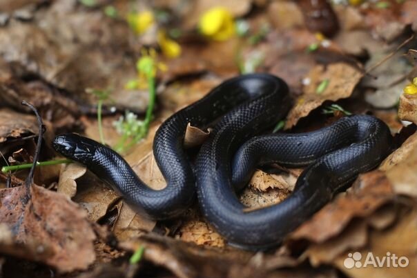 Черные молочные змеи