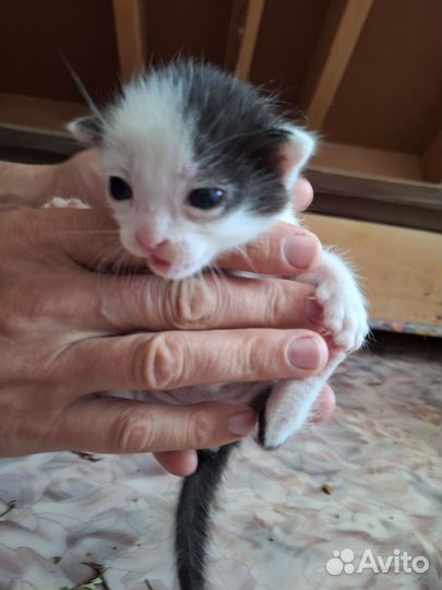 Котята отдам бесплатно