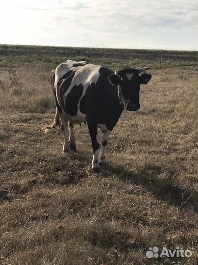 Корова стельная дойная