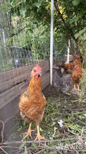 Петух молодой