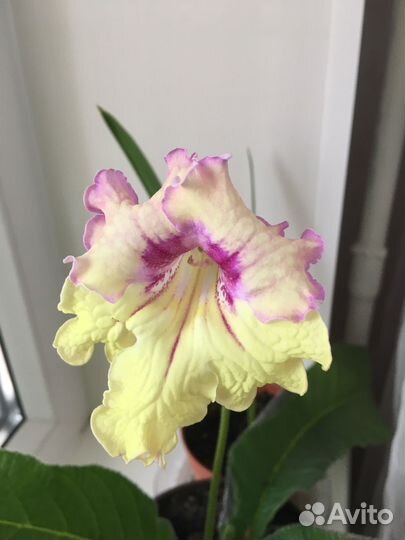 Стрептокарпус