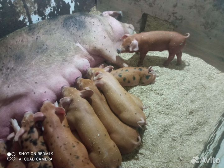 Поросята