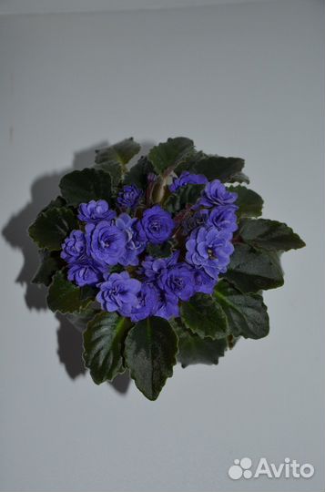 Детки фиалки ness crinkle blue