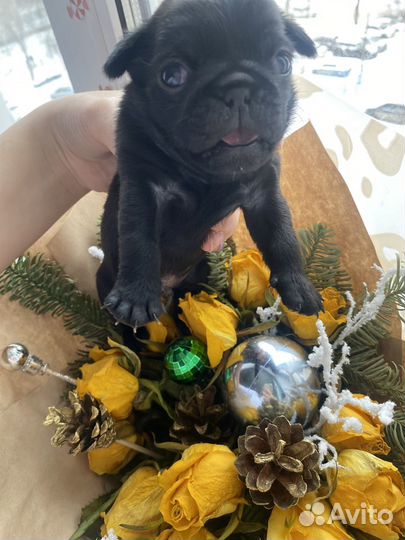 Чистокровные щенки мопса