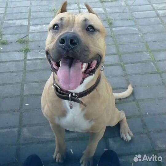 Амстафф Случка