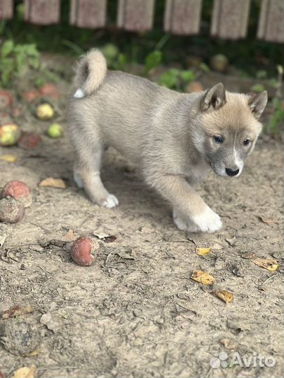 Щенок лайка западно-сибирская
