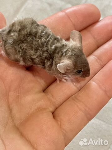 Мышки сатиновые и кудряшки(рексы) тексельные