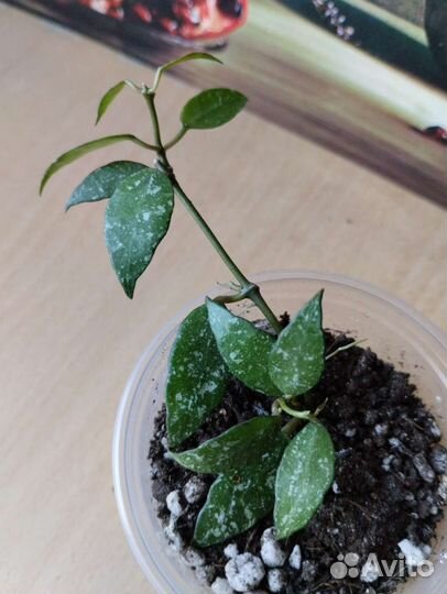 Миниатюрная хойя бронь