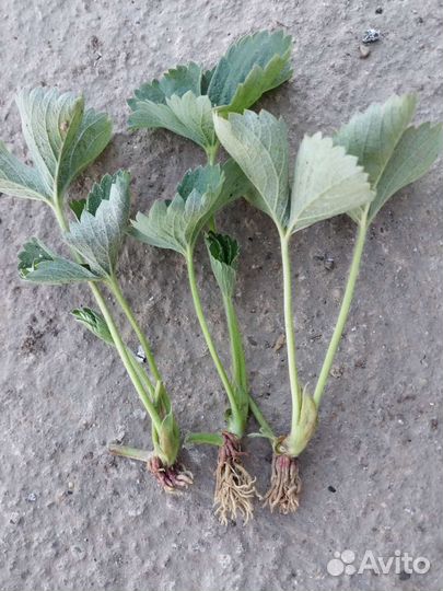 Рассада клубники 