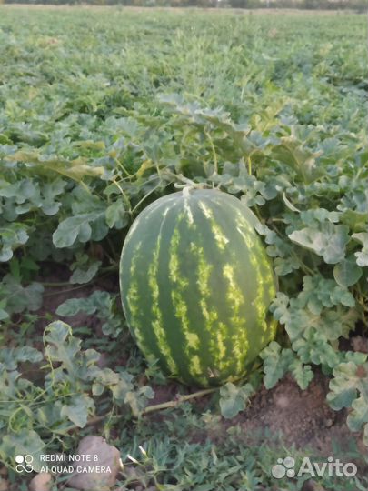 Арбуз каристан