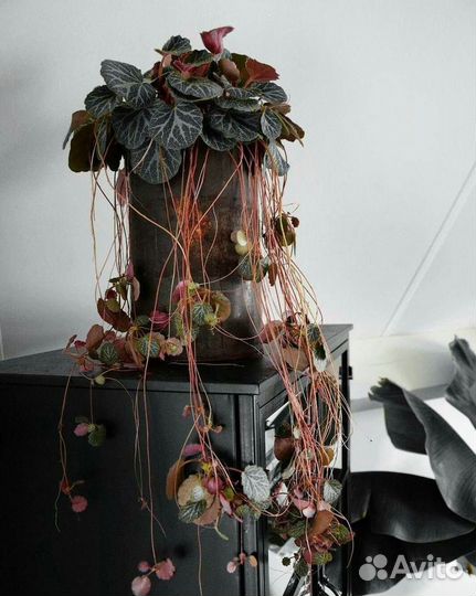 Ампельное модное растение