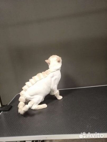 Стрижка собак и кошек, экспресс-линька, тримминг