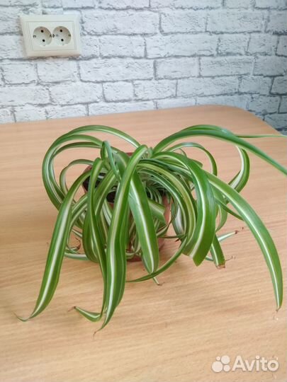 Хлорофитум хохлатый