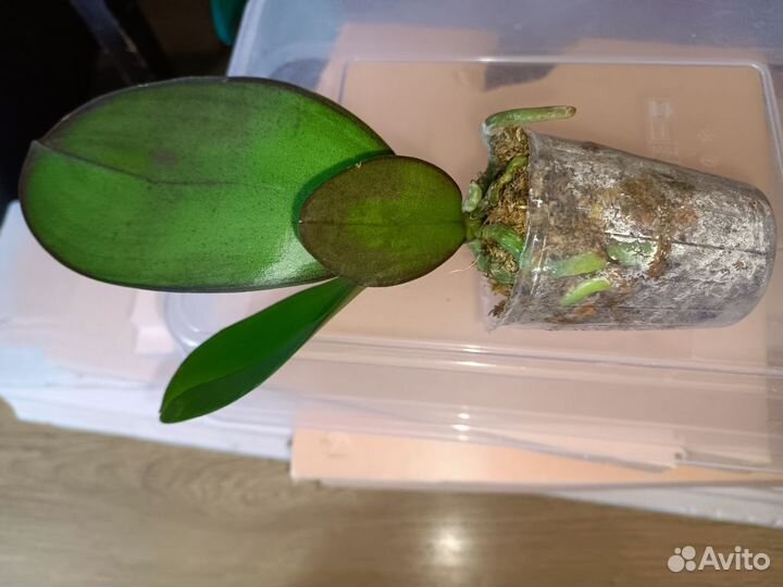 Орхидея фаленопсис бабочка