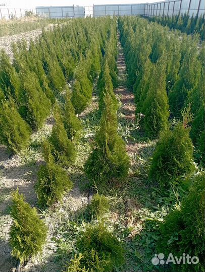 Туя смарагд