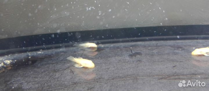 Молодь аквариумных рыбок