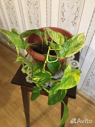 Сциндапсус,эпипремнум вариегатный