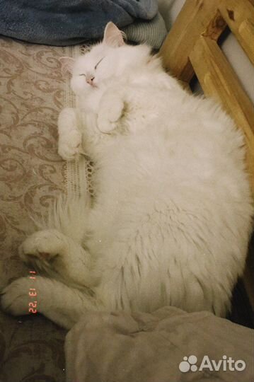 Кошка ищет дом