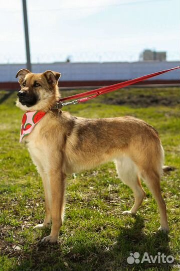 Прелестная Винки ищет дом