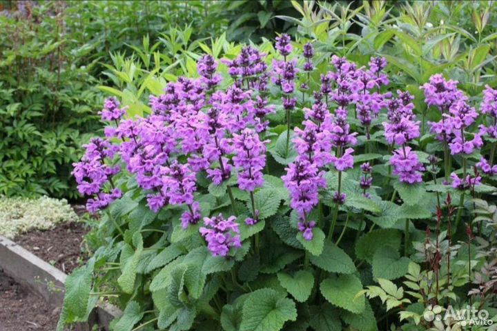 Буквица Крупноцветковая Мультифлора