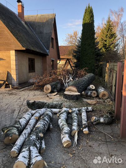 Спил деревьев.Расчистка участка.Арборист