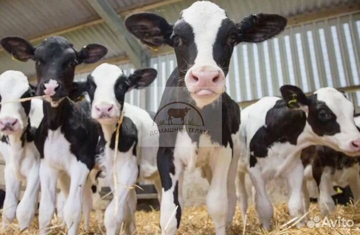 Телята мясных пород