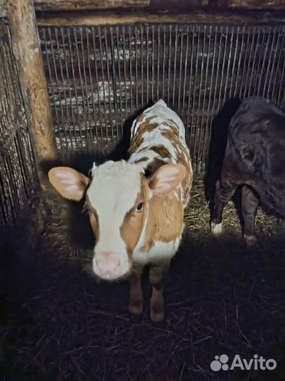 Телёнок айширской породы